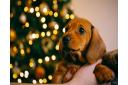 8 weeks old smooth hair brown dachshund puppy in the hands of its female owner, blurred lights of Christmas tree on the background (illustration only)