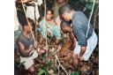 Pygmy hunter gatherers in the Congo 1983