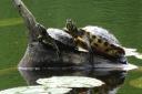 Terrapins at Bystock reserve pool near Exmouth. Picture by Simon Horn
