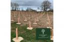 The trees have been planted as part of The Queens Green Canopy Scheme.