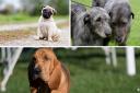 The team at Puppies.co.uk used the golden ratio and thousands of posts on Reddit and X to make the top 10 ugliest dog breed list.