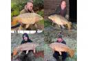 Carp from Newbarn Fisheries - top left Call Ward, bottom left Wayne Hockley and bottom right Scott Bryant