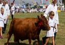 Honiton Show 2018. Ref mhh 31 18TI 2018 9398. Picture: Terry Ife