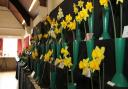 Daffs on parade at the Otterton Garden Club's Spring Show held in the village hall on Saturday. Ref exb 0410-12-15SH. Picture: Simon Horn