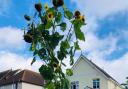 A prize-winning sunflower plant grown last year by primary school pupil Kelsey Robson-Cross