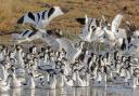 Avocets come to the Exe Estuary in the winter months. Photo: Steve Edwards