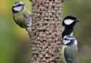 Birds feeders are vital birds over winter.