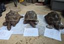 Three of the dead tortoises