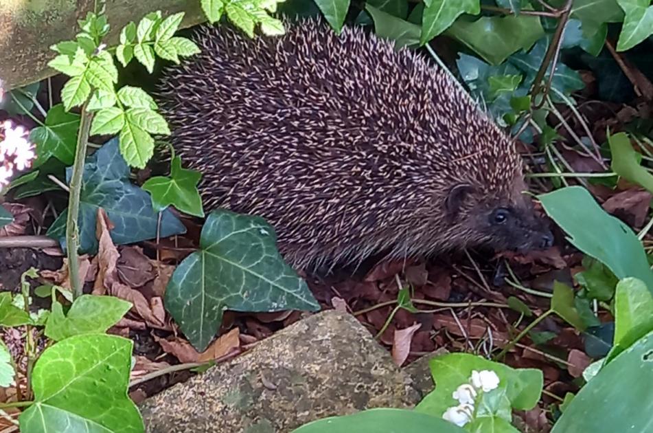 I was surprised to see a Hedgehog in my garden this week