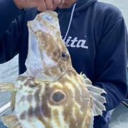 Paul Stagg with a John Dory