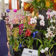 Nicky Wakley chairman of the Devon Orchid Society at the show in 2020.
