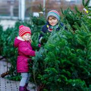 For many, buying the Christmas tree is becoming a family tradition