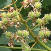 Not all of the flowers produce conkers