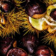 Ripe chestnuts bursting from their cupules