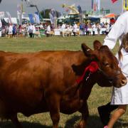 Honiton Show 2018. Ref mhh 31 18TI 2018 9398. Picture: Terry Ife