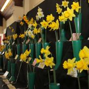 Daffs on parade at the Otterton Garden Club's Spring Show held in the village hall on Saturday. Ref exb 0410-12-15SH. Picture: Simon Horn