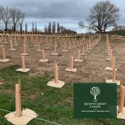 The trees have been planted as part of The Queens Green Canopy Scheme.
