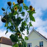 A prize-winning sunflower plant grown last year by primary school pupil Kelsey Robson-Cross