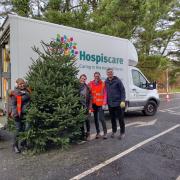 Collecting Christmas trees for recycling