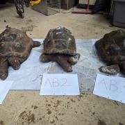 Three of the dead tortoises