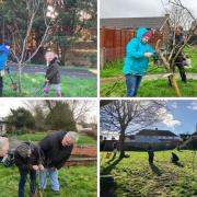 The new community orchards in Axminster, Exmouth and Budleigh