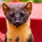 Pine martens disappeared from Dartmoor and Exmoor around 150 years ago.