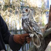 Herbert the nine-year old Indian Eagle Owl.