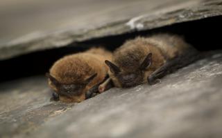Common pipistrelle bats