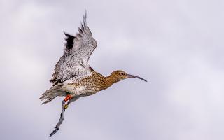 The competition calls for photographs of the curlew, an endangered bird often seen on the Exe Estuary
