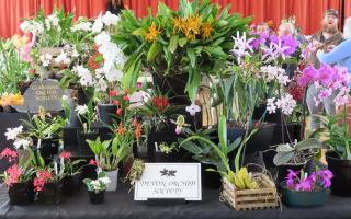 Devon Orchid Society show stand at last year's show